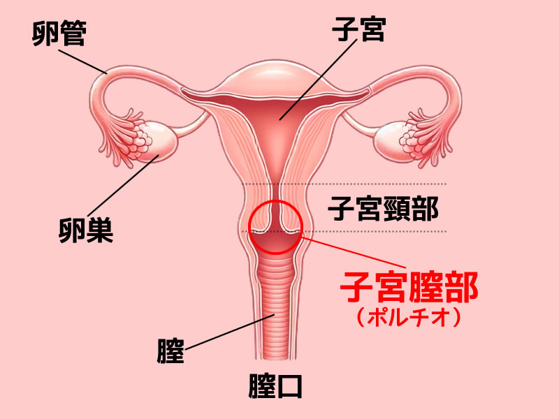 女性器解説用断面図イラスト（子宮腟部：ポルチオ）